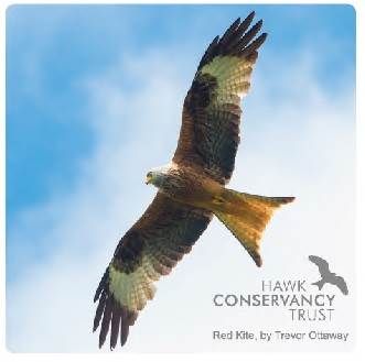 Magnet - Red Kite